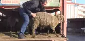 Aksaray'da 6 Üreticiye 222 Hayvan Verildi