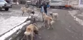Tokat' Ta Muhtarlık Maaşını Sokak Hayvanlarına Harcıyor