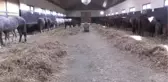 Şampiyon Atlar Burada Yetişiyor