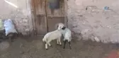 Alakız