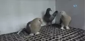 Egeli Güvercin Sevdalıları Hasta Kız İçin Tek Vücut Oldu