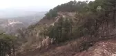 Yangında Zarar Gören Alana 3 Bin Zeytin Fidanı