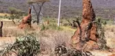Etiyopya'daki Karınca Gökdelenleri Turistleri Büyülüyor