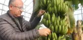 Serada Muz Bitti, Fiyatlar Yükseldi