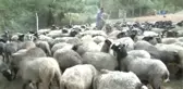 Bursa Damızlık Koyun Keçi Birliği Başkanı Oran: 