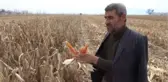 Kahramanmaraş'ta Çiftçiden Kış Ortasında Mısır Hasadı