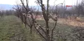 Tokat'ta Erik Ağaçları Çiçek Açtı