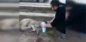 Zehirlenen Köpeğe Ayranlı Müdahale