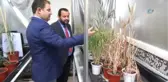 Türkiye'de İlk Hızlı Bitki Islahı Kmü'de Hayata Geçirildi