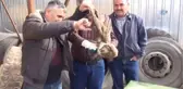 Yaralı Kızıl Şahine Şantiye Çalışanları Sahip Çıktı