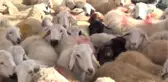Ulukışla'dan Afrin'deki Mehmetçiğe 90 Adet Kurbanlık Hayvan Gönderildi
