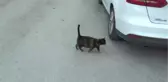 El İşi ile Sokak Hayvanlarına Bakıyor