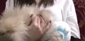 Üniversite Öğrencisi, Yavru Köpeklere 