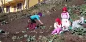 Dik Yamaçların Çalışkan Kadınları