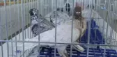 En Güzel Hünkari Güvercinler Manisa'da Yarıştı
