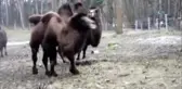 Yavru Devenin Ayağa Kalkma Mücadelesi