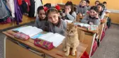Kedi Tombi Yeniden Okula Döndü