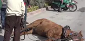 Niğde-Otomobil, At Arabasına Vurdu Kaçtı