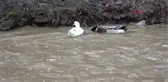 Karabük-Kanyonda Hes Yapılmasına Tepki