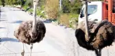 Bodrum Yollarındaki Deve Kuşları Bihter ve Behlül, Sürücüleri Şaşkına Çevirdi