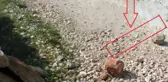 Afrin'de Çekilen Teröristlerin Yola Döşedikleri Bomba Düzeneği Son Anda Fark Edildi
