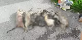 Alanya'da Çöp Konteynerinde Telef Edilmiş 6 Kedi Bulundu