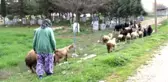Sınırda Yaşam Mücadelesi! 86 Yaşındaki Nine, Silah Sesleri Arasında Çobanlık Yapıyor