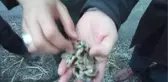 Aygır Gölü'nü Zebra Midyesi İstila Etti! 1 Milyon Üreyebiliyor