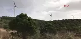 Denizli Kuş Ölümlerini Önlemek İçin Kanatları Mora Boyadılar