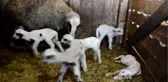 Koyun Beşiz Doğurdu