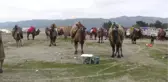 Altınkum Plajı'nda Deve Güreşi - Balıkesir