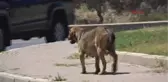 Muğla Zehirli Kıyma 6 Köpeği Telef Etti