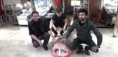 4 Metrelik Köpek Balığı Yakalandı