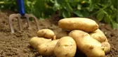Gürcistan, Türkiye'den Patates Alımını Durdurdu