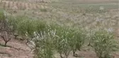 60 Bin Dekar Beyaza Büründü