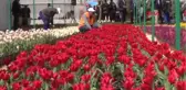 Diyarbakır 2 Milyon Çiçekle Renklenecek