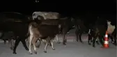 Çoban Uyudu, Başıboş Kalan Danalar Caddeye Kaçtı