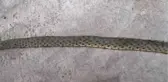 Su Yılanları Akkuş Ailesinin Kabusu Oldu
