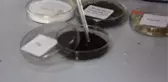 Manisa Rahatsızlığı Projesine İlham Oldu