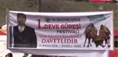 Uşak'ta Deve Güreşi Heyecanı