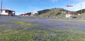 Trabzon Mor Yaylaya Ziyaretçi Akını-Hd
