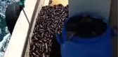 Yasa Dışı Olarak Deniz Patlıcanı Avlayan Balıkçılara Operasyon