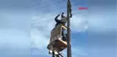 Ağrı-Elektrik Teline Takılan Kuşu Kurtarma Operasyonu