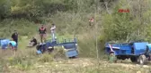Bartın - Amasra'da Termik Santrale Karşı Zeytin Fidanı Diktiler-Hd