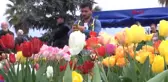 Kocaeli 11. Lale Festivali'nde En Güzel Laleler Görücüye Çıktı