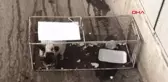 Muğla Sucuk Çalan Kediyi Kafese Koyup, Cezalandırdılar İddiası