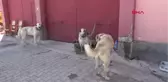 Sivas'ta Kangal Köpekleri Şampiyon Olmak İçin Yarıştı-Hd