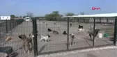 Edirne-Hayvanseverlerden Barınaktaki Köpeklerin Durumuna Tepki