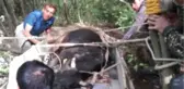 Uçurumdan Yuvarlanan İnek, İtfaiye Tarafından Böyle Kurtarıldı