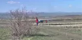 Asırlık Kırmızı Buğday Yeniden Toprakla Buluştu